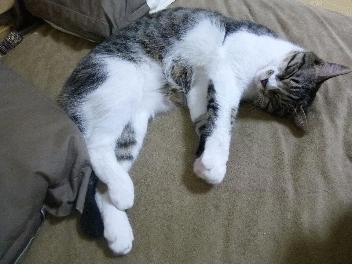 leyu乐鱼-【极速比赛时代】比赛节奏由新规则重塑，运动员如何应变？，竞速比赛规则