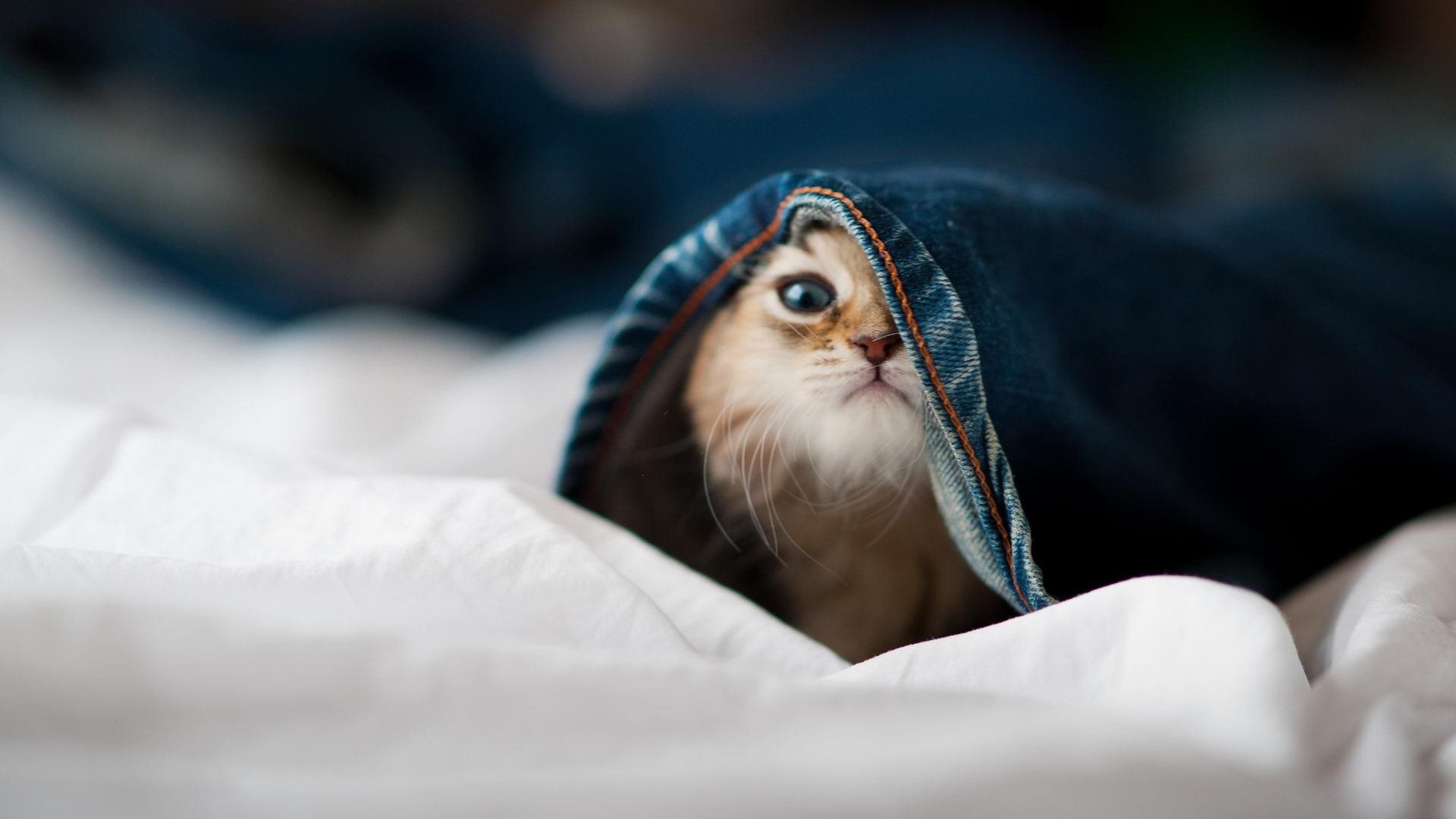 leyu乐鱼在线登录入口-德甲精彩瞬间不断，战术变化带来无限可能，德甲德甲