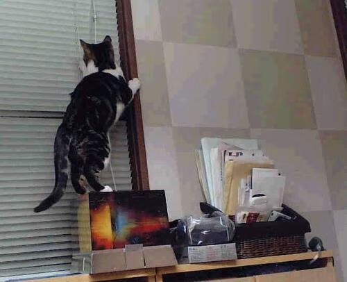 乐鱼vip-新西兰全黑队赢得2024年橄榄球世界杯冠军，新西兰 橄榄球队