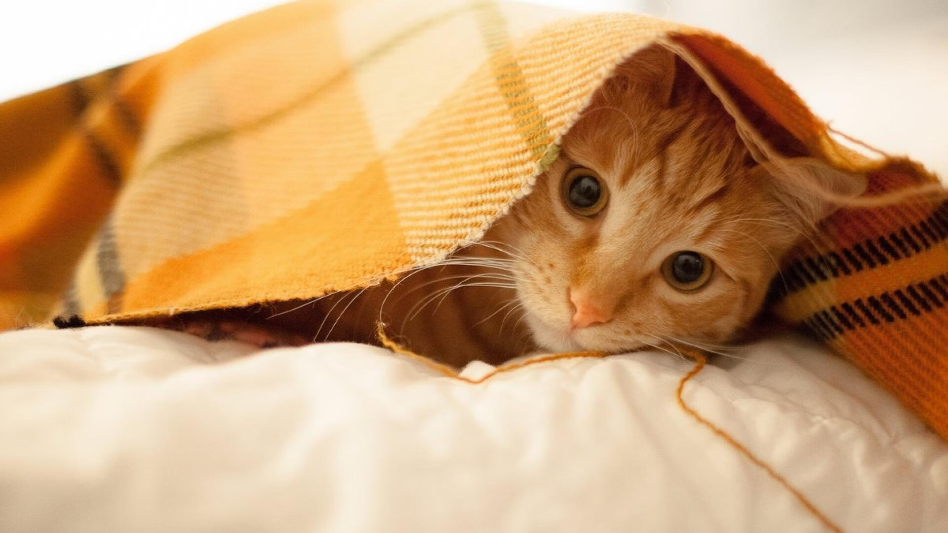 步行者签下日本后卫,联盟多元化再升级,步行者队球员名单最新