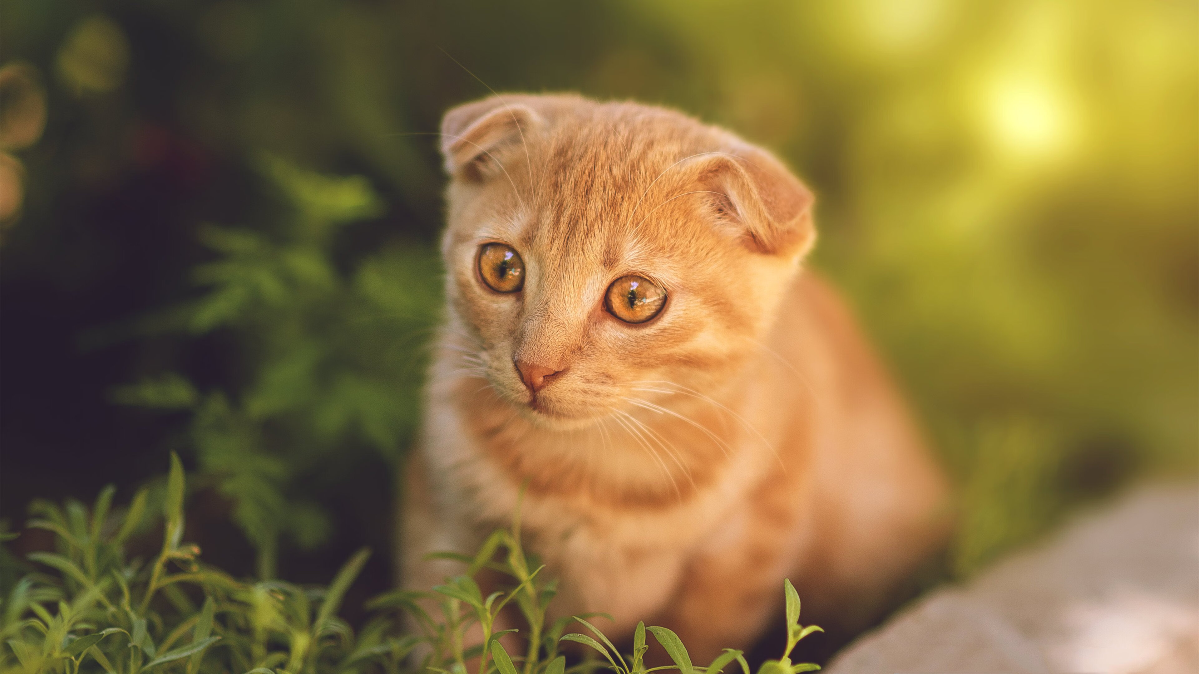 上海上港逐渐回暖,形势趋于稳定,今天上海上港