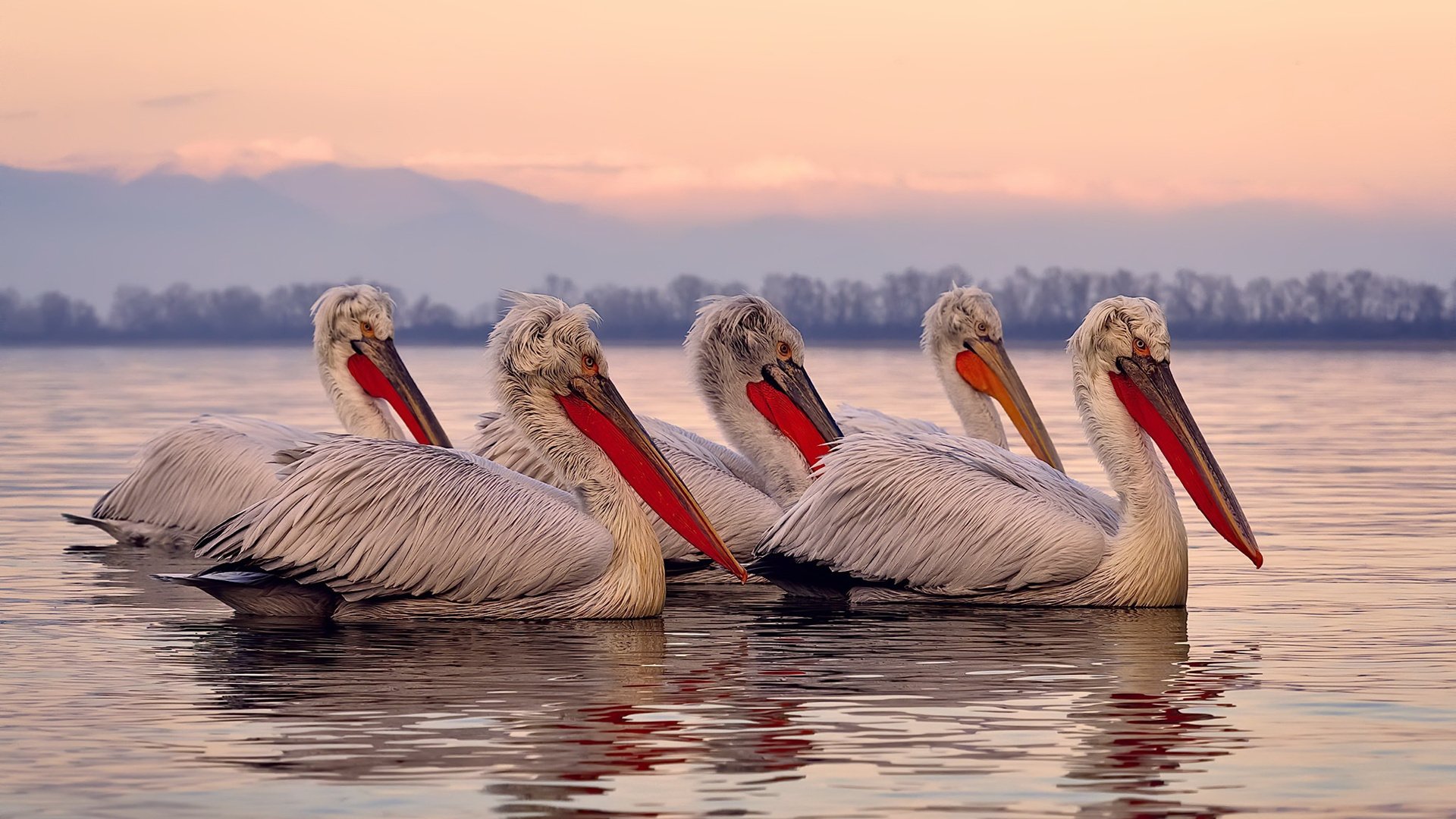 LEYU乐鱼体育官方网站-乌迪内斯主场胜利，继续保持不败战绩，乌迪内斯主帅