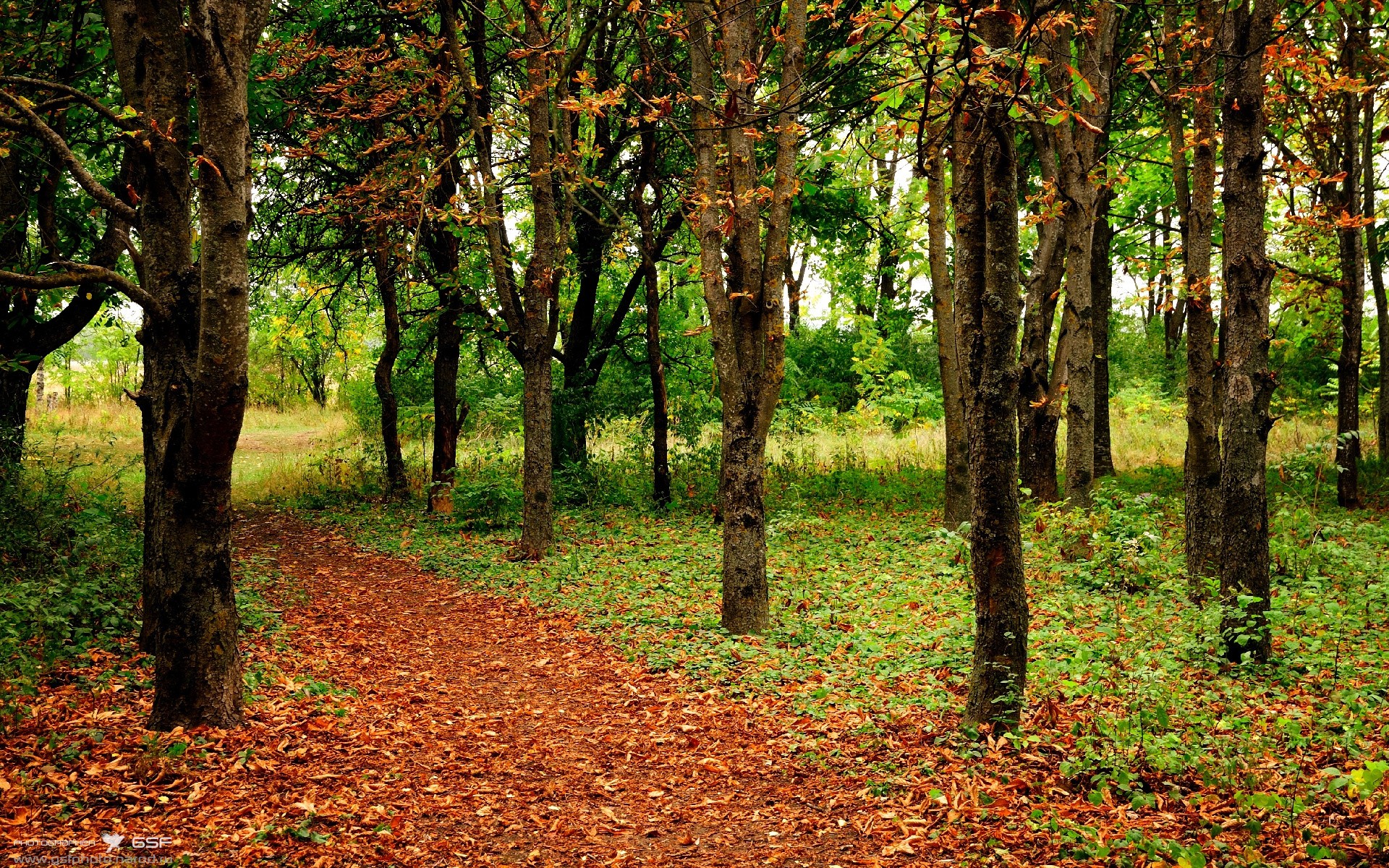 勒沃库森取得多场连胜,势不可挡,勒沃库森是什么意思