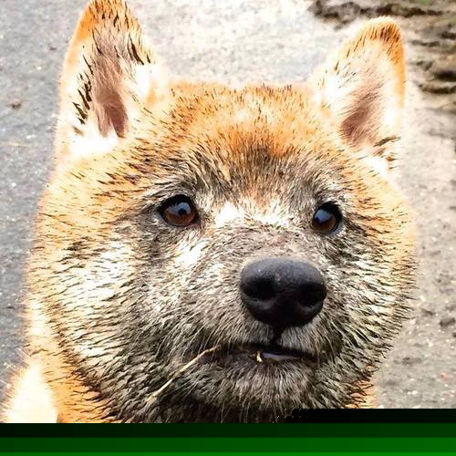 尼古拉·西尔维斯特里在男子撑杆跳中获得银牌,尼古拉维奇拳击