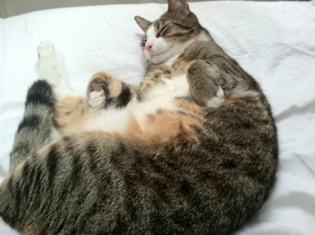 Leyu Sports (乐鱼体育)-欧冠大门未关，多支球队投入双线作战，欧冠联赛双冠王