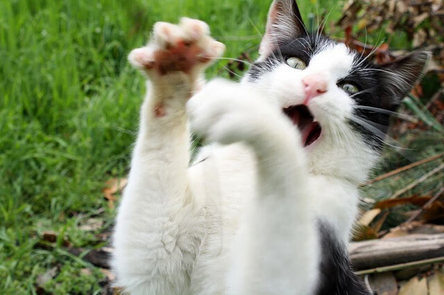 火箭压哨绝杀奇才,小波特三分准星爆棚,小波特火箭合同