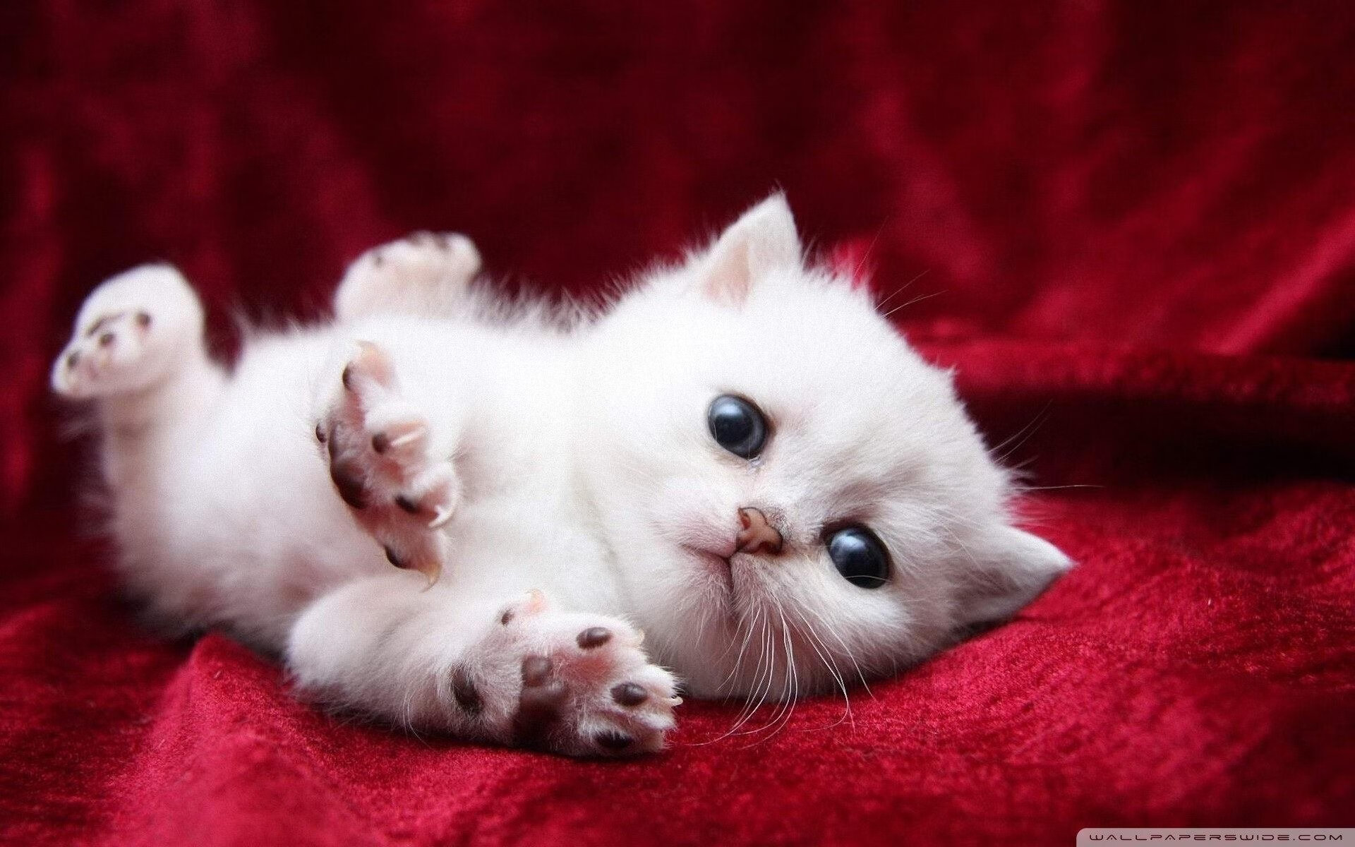 萨索洛客场奏凯,击败排名前茅的对手,萨索洛首发