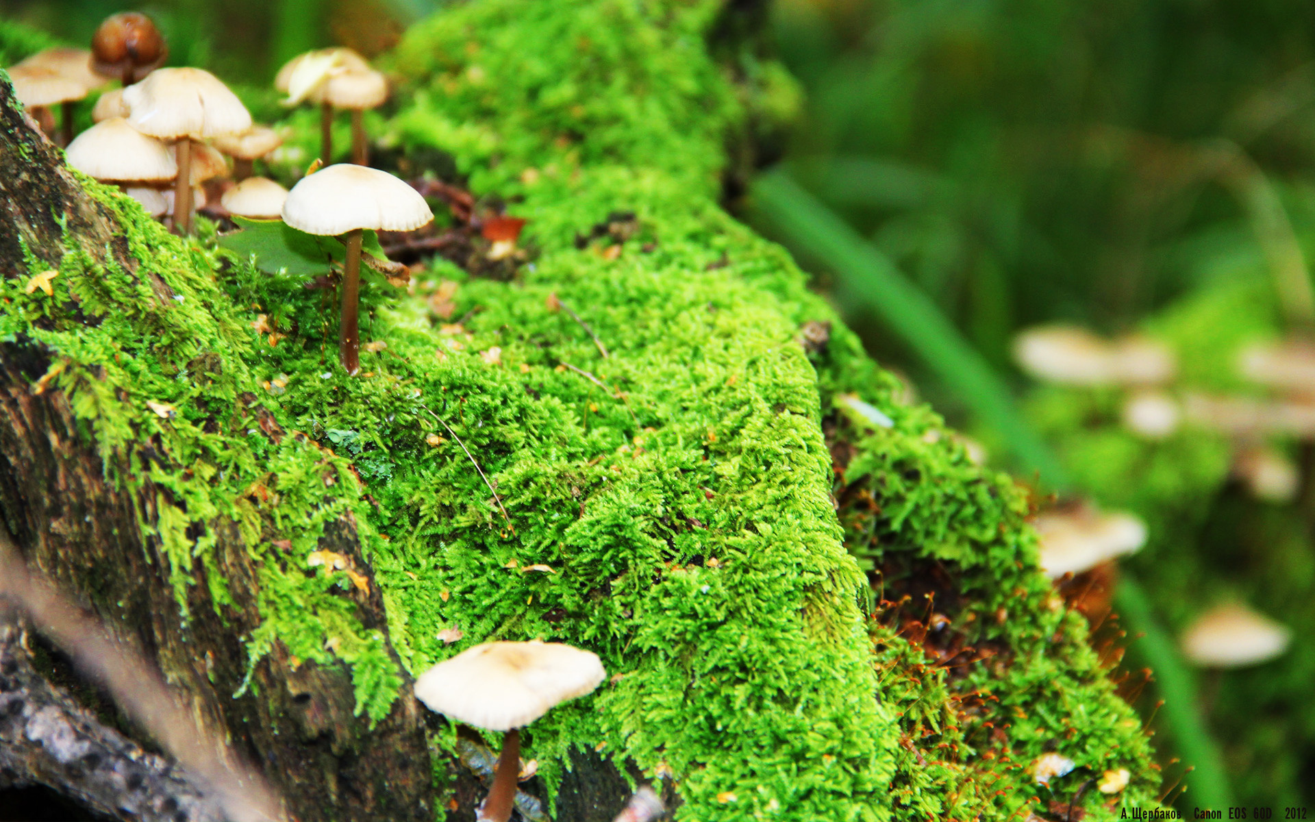 高校运动训练效果科学评估，普通高等学校运动训练评分标准