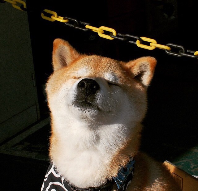 世界乒乓球锦标赛赛程公布,期待赛事精彩,世界乒乓球锦标赛官网