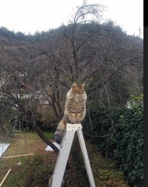 滑行技术提升,中立B男子项目进步快,滑行步教学视频