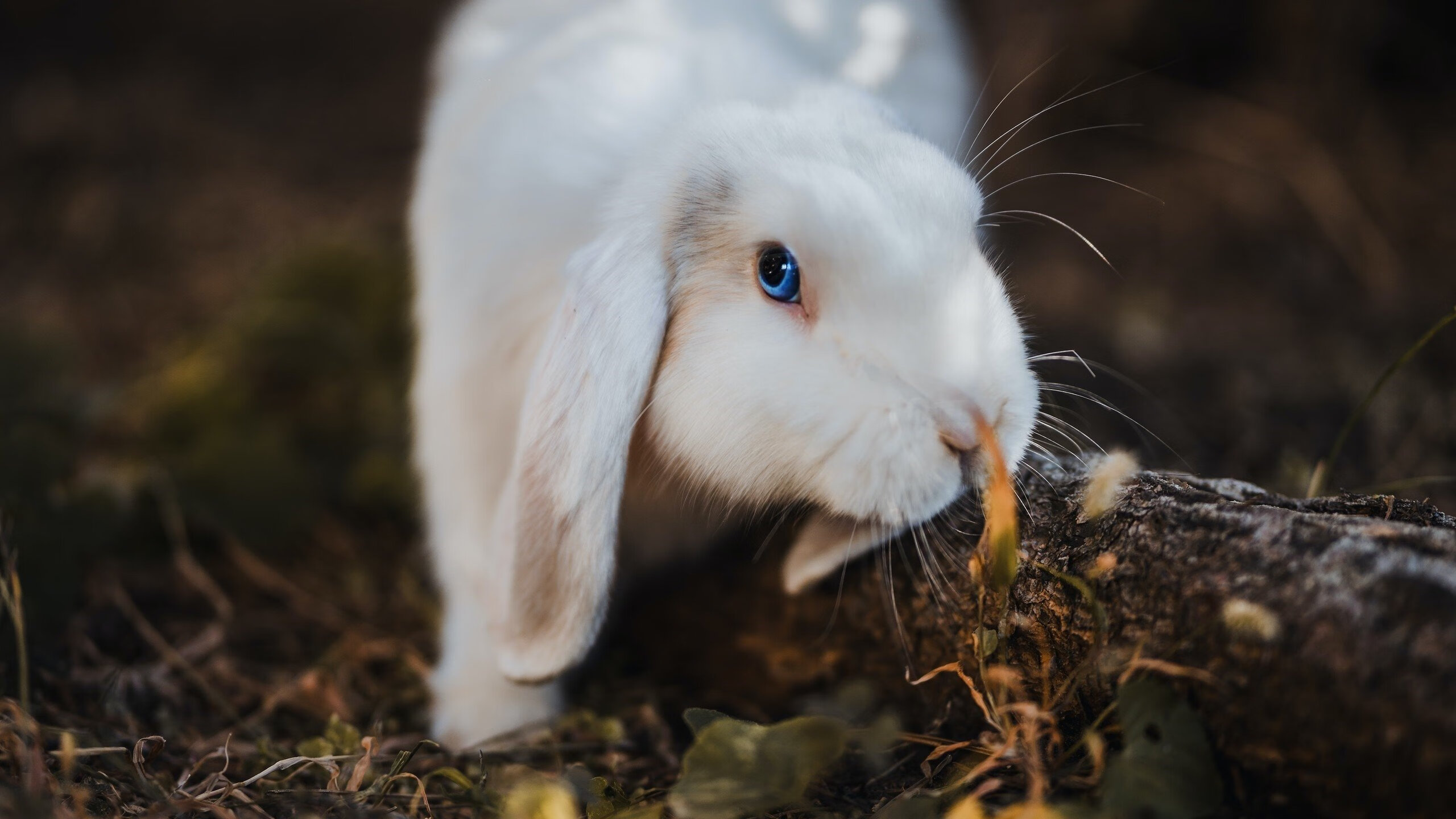 LEYU乐鱼体育官方网站-弗朗索瓦·斯图尔特：南非队的全能中场，在攻防两端展现顶级能力