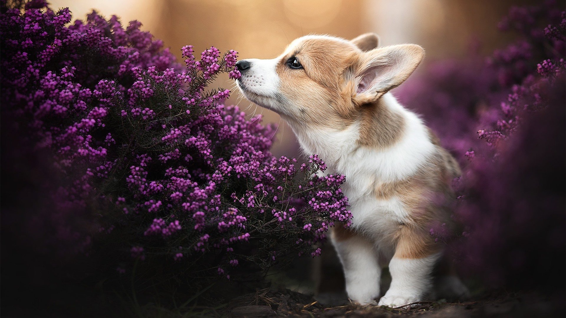 水球攻防转换中立代表队A节奏明快,水球犯规区