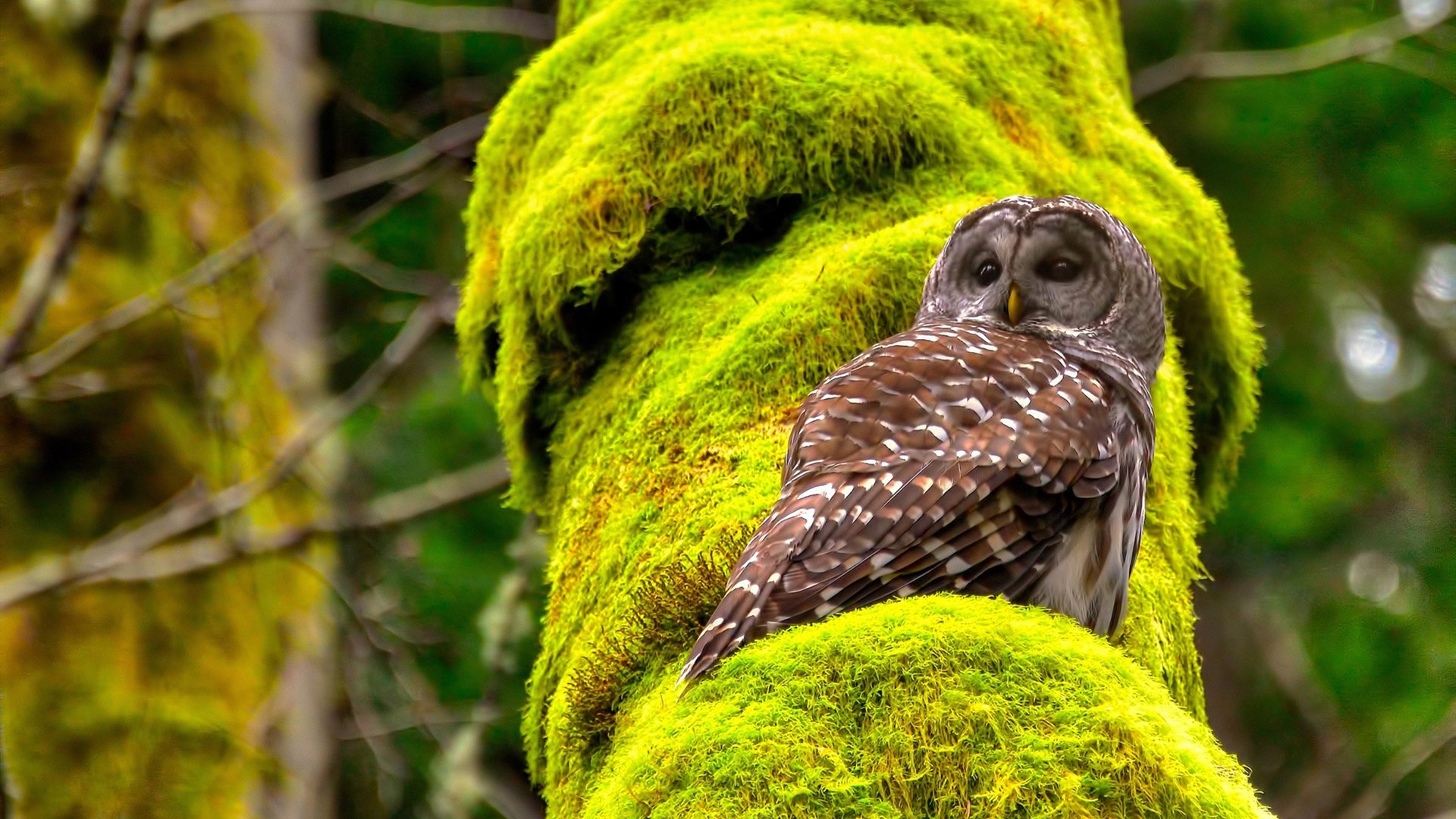 英格兰橄榄球协会公布五年发展计划,英格兰橄榄球国家队